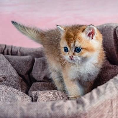 Cat Food Donuts - Image 2